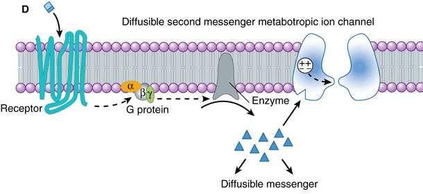 Metabotropic receptors can also modulate voltagegated channels less directly by the generation of diffusible second messengers.
