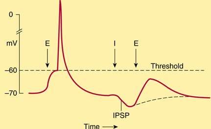 When an inhibitory pathway is stimulated, the postsynaptic membrane is hyperpolarized owing to the selective opening of chloride channels, producing an inhibitory postsynaptic potential (IPSP).