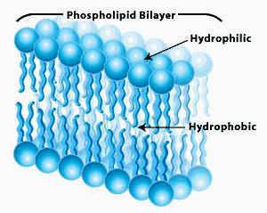 Hydrophilic- attracts water Hydrophobic- repels water Why is it important that the