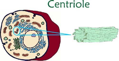 ANIMAL CELL ORGANELLES ONLY Centriole- a cylindrical structure found in the cytoplasm