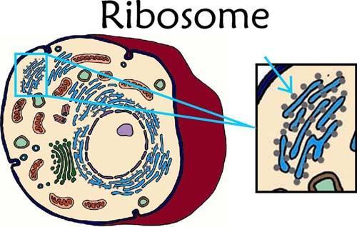 proteins. Ribosomes Ribosomes are not surrounded by a cell membrane.