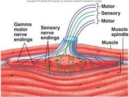 Tenomuscular Mechanoreceptors Muscle spindles Detect length and rate of length