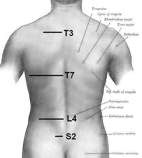 rotation along spine