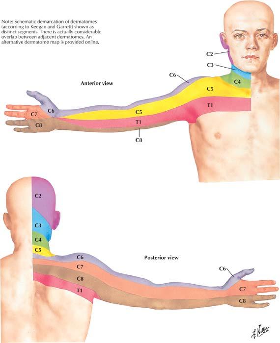 Neurologic Testing Spurling s Test Slight neck extension Rotation toward affected shoulder Axial load Neurologic Testing Motor Shoulder abduction, forearm supination (C5) Elbow flexion, wrist
