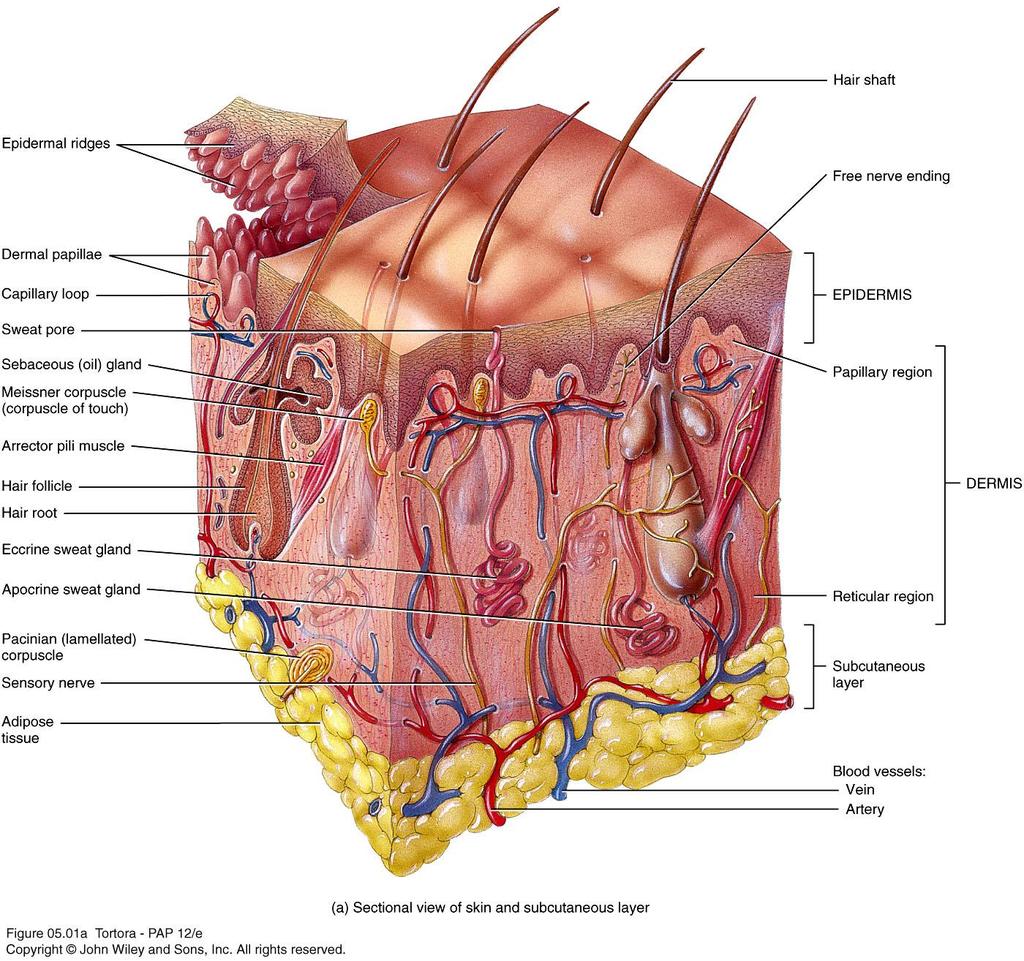 Components of the Integumentary System