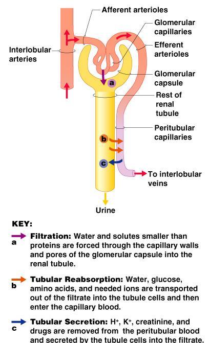 Urine Formation Processes