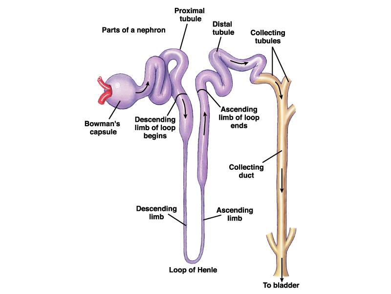 Nephron Anatomy Bowman s Capsule always located in cortex Proximal Convoluted Tubule always located in cortex Loop of Henle (dips into medulla)