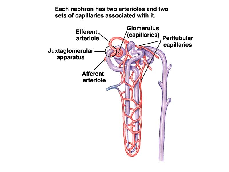 Nephron Blood Supply Afferent arteriole enters Bowman s capsule Glomerulus capillary network within Bowman s capsule Efferent