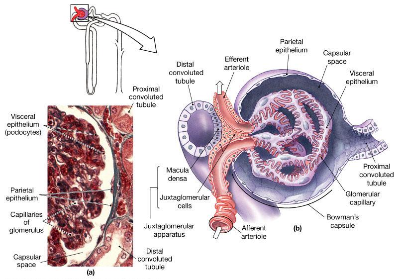 RENAL PHYSIOLOGY Glomerular Filtration Filtration process that occurs in Bowman s Capsule, driven by hydrostatic pressure of blood system ( aka BP) Blood is filtered and the filtrate ends up in the