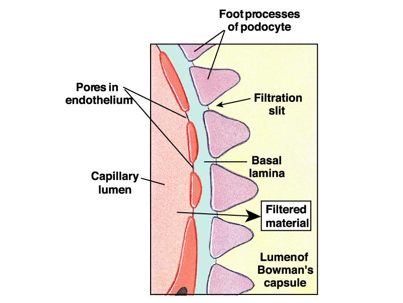 37 Microscopic Anatomy of Bowman s Capsule Filtration System in Bowman s capsule Capillary endothelial cells have many