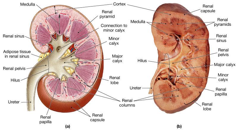 Kidney Anatomy The medulla consists of 6-18 triangular shaped renal pyramid Renal columns are bands of cortical tissue that separates adjacent pyramids Tip of each pyramid (renal papilla) projects