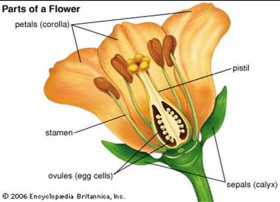 Pistil female sex cells Stamen male sex cells (pollen) NOTE in nature these plants would be self pollinating Mendel developed a way to cross pollinate pea plants Remove