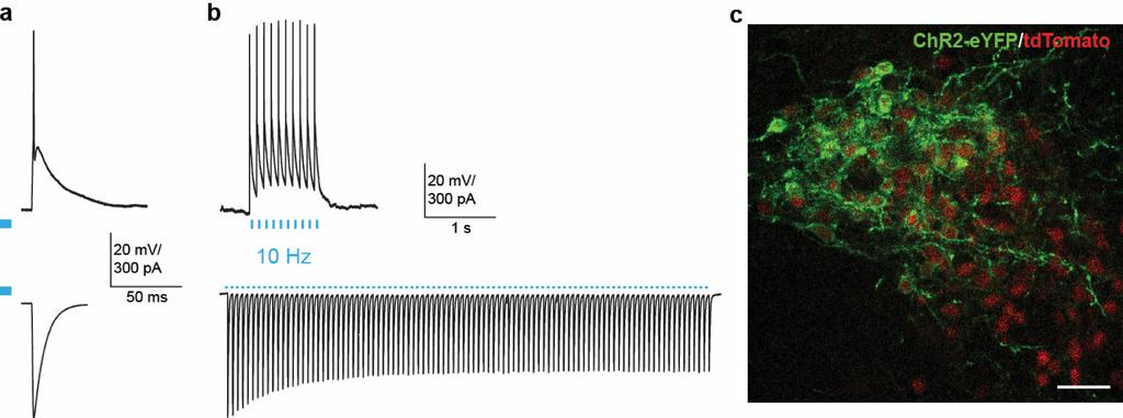 S11: Photostimulation of CRH neurons expressing ChR2 in vitro using blue light a. Response of a CRHChR2 cell to a single pulse of blue light (3 ms) in bridge mode (above) and voltage clamp (below).