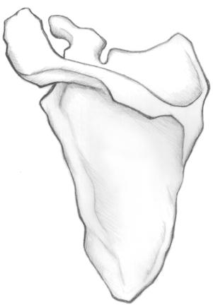 Color/Label the muscles on the Scapula Dorsal (Posterior) View by Beth Carretta 1. Teres Major 2.