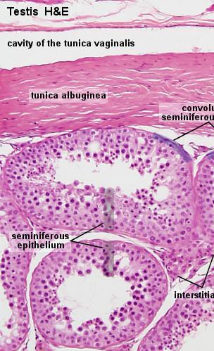 Spermatogenic cells - Spermatogonia: are the first cells of spermatogenesis.