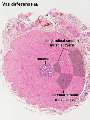 Peristaltic contractions of smooth muscle cells surrounding the ductus epididymidis move the spermatozoa towards the middle segment of the duct, which is the site of final functional maturation of