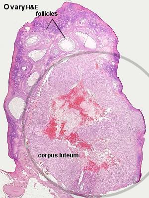 which form the corona radiata. The follicle finally ruptures at the stigma and the oocyte is released from the ovary.