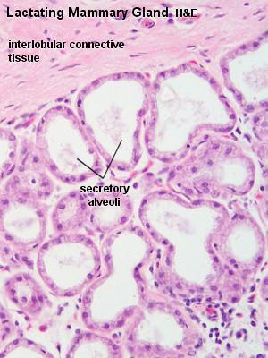 cavernous spaces may be seen (typical erectile tissue). Muscularis: Inner circular and outer longitudinal layers of smooth muscle are present.