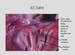 4. Chordae tendinae a) Attached to papillary muscles.
