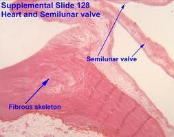 C. Prevent dilating of tissue in this area. VI. Path of Blood through the Heart A.