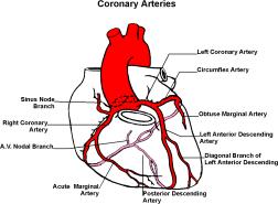 Pulmonary arteries carry blood to the lungs. VI.