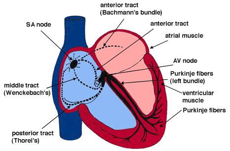 Sinoatrial node (S-A node or pacemaker) 1. Self-exciting mass of specialized muscle. 2. On the posterior right atrium. 3. Generates the impulses for the heartbeat. B. Cardiac Muscle Fibers 1.
