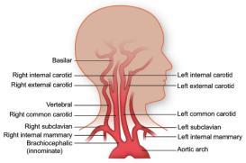 Principal Branches a) Ascending aorta 1) Branches right and left coronary arteries to feed the heart muscle.
