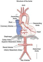 Right Ventricle, pulmonary arteries, lungs, alveolar capillaries, pulmonary veins, to the left atrium. B.
