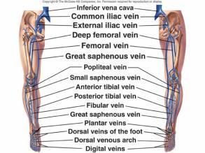 b) External iliacs lead into legs, where they become femoral, popliteal, anterior tibial, and posterior tibial A. Characteristics of Venous Pathways 1. Larger veins parallel the courses of 2.