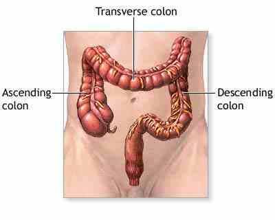 Taenia coli muscle Haustra (Pouches) The