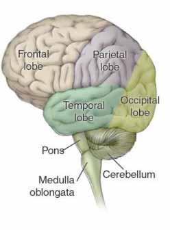 Cerebrum- intellectual center And emotional center Cerebellum- has to do with
