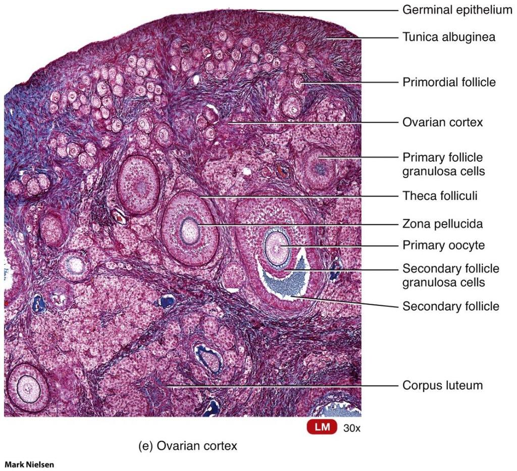 Ovaries: Histology Each ovary consists of the following parts: o Germinal epithelium o Tunica albuginea o Ovarian cortex o Ovarian