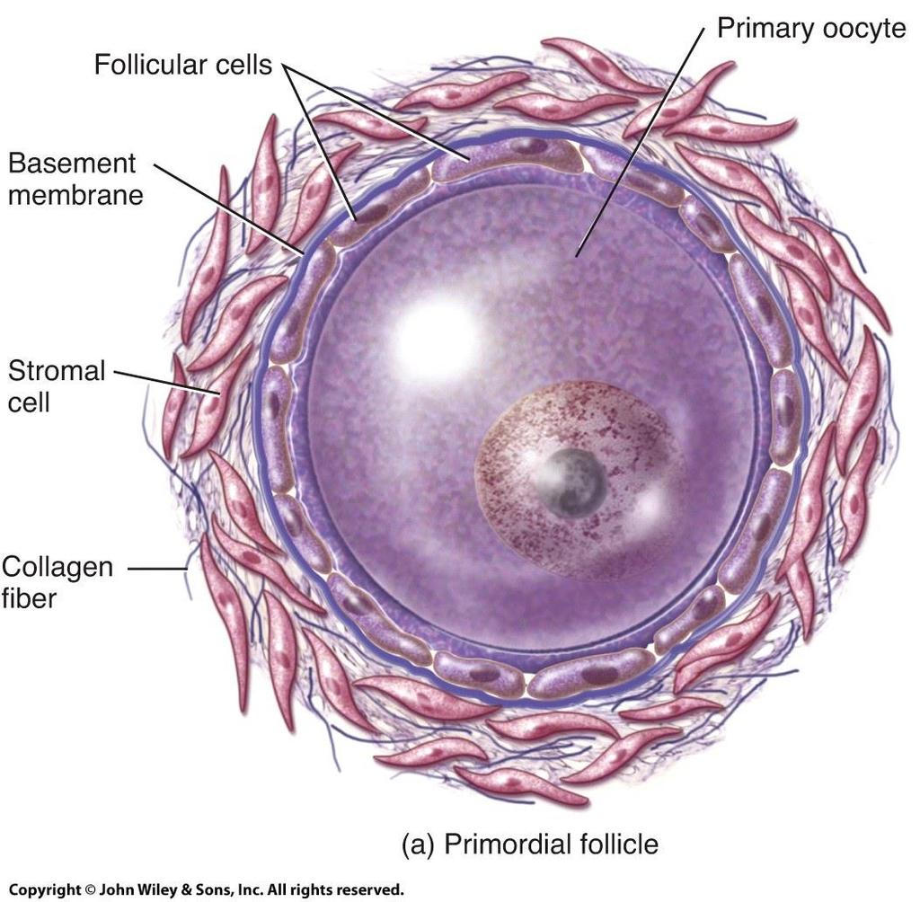 Follicular Stages: Primordial follicle Primordial follicle: primary oocyte is surrounded by a