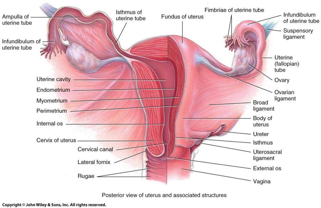 Uterine or Fallopian Tubes o Uterine Tubes: Narrow, 10cm tube extends from ovary to uterus o Three parts: Infundibulum fimbriae Ampulla