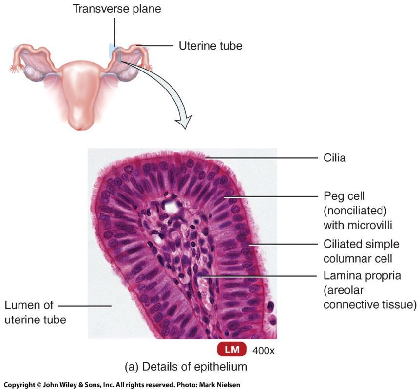 Histology of Uterine Tube Histology: 3 Layers o Mucosa: ciliated columnar epithelium with secretory cells provide nutrients o Muscularis: circular and