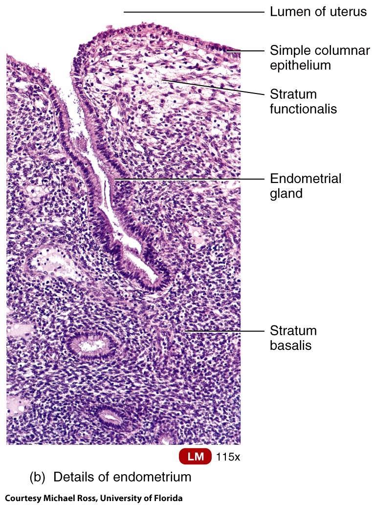 Histology of the Uterus o Endometrium Simple columnar epithelium Stroma of connective tissue and endometrial glands stratum functionalis: shed during menstruation stratum