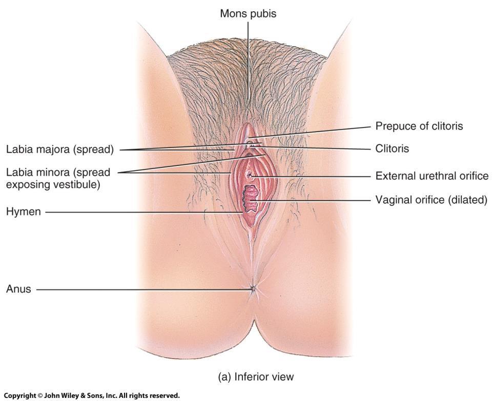 Vulva The vulva/pudendum: the external genitalia of the female o Components: Mons pubis Labia majora Labia minora Clitoris, vestibule Vaginal and urethral orifices