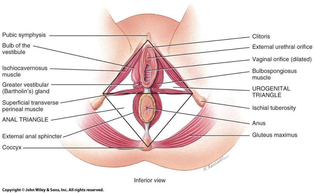 Perineum o Perineum: The diamond-shaped area between the thighs and buttocks of both males and females that contains the external genitals