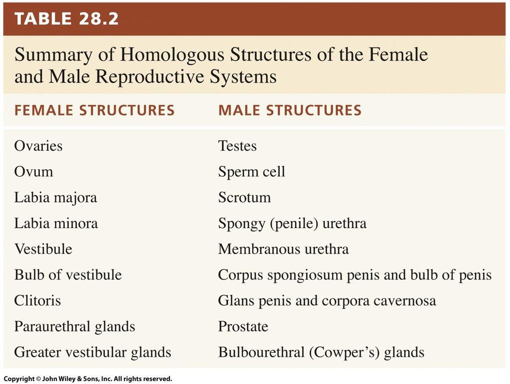 Homologous structures: Male and Female