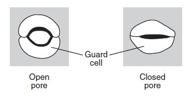4. The diagram below represents a change in guard cells that open and close pores in a plant.