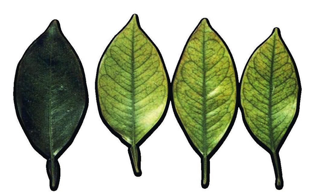 How to apply Basafer / Basafer Plus can be used both as a protectant and curatively against iron deficiency symptoms (e.g. chlorosis at young leaves).