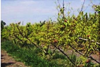 Trial results Peaches, Spain: Influence on iron chlorosis at