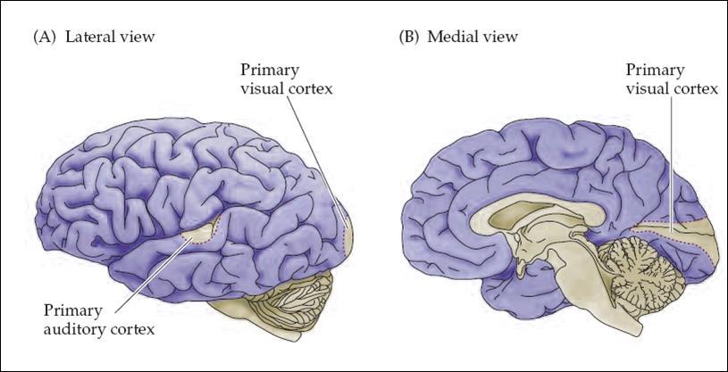 III. Connection and Circuits Basal ganglia receive from almost all parts of the cortex (neocortex and paleocortex); Rostral part of cortex rostral part of Basal ganglia Caudate (more involved with