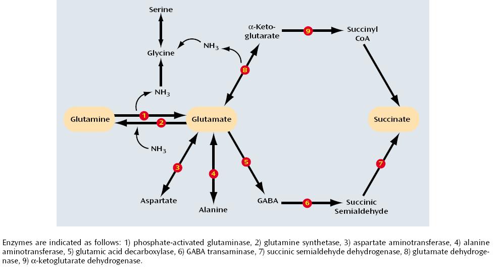 Enzymatic Pathways Involved in the Metabolism of Glutamate
