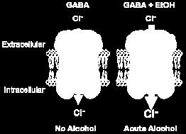 GABA A and ethanol Ethanol facilitates GABA ability to activate