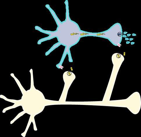 dopamine neuron dopamine Substantia nigra 5HT2A