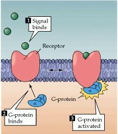 Action of Neurotransmitter on Postsynaptic Neuron Two types of