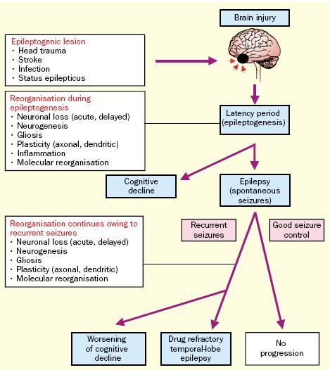 Pitkanen and Sutula, 2002 Conclusions MTLE will have neurocognitive deficits at diagnosis Risk factors for poorer baseline function Hippocampal sclerosis