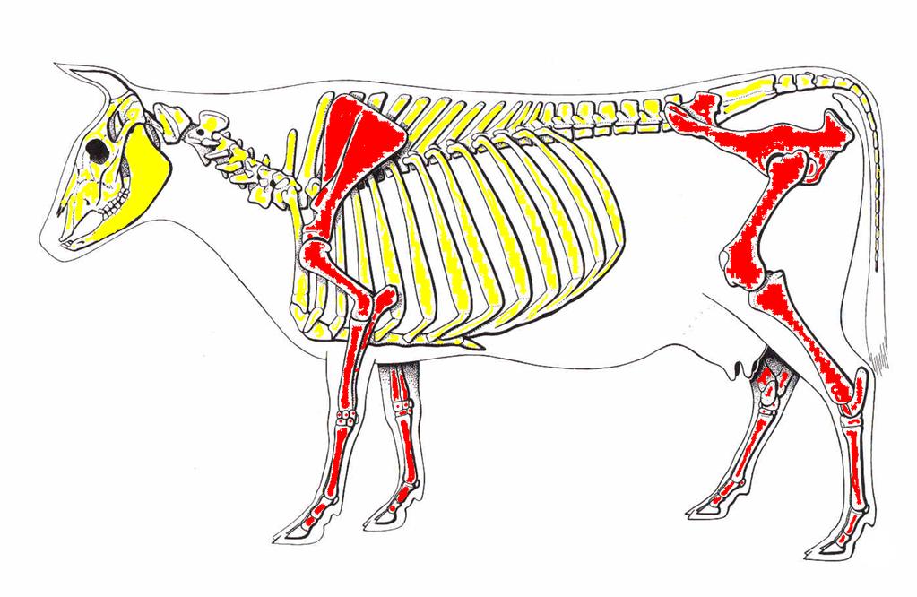 Skeleton Divisions Appendicular Skeleton RED Axial Skeleton - YELLOW ACT - The Skeletal System 11 Skeletal System - Divided Two main divisions of skeleton: Trunk (axial skeleton)