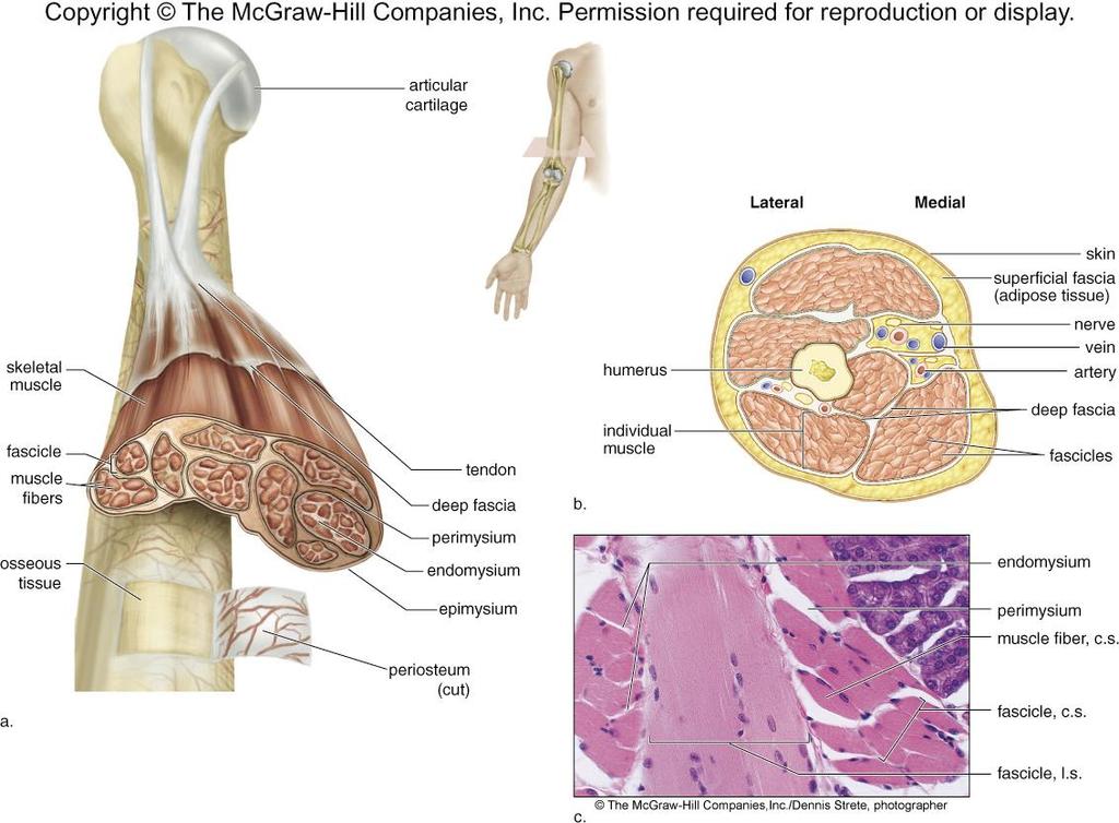 Anatomy of Skeletal Muscle Organization of Connective Tissues 3) Endomysium endo = inside